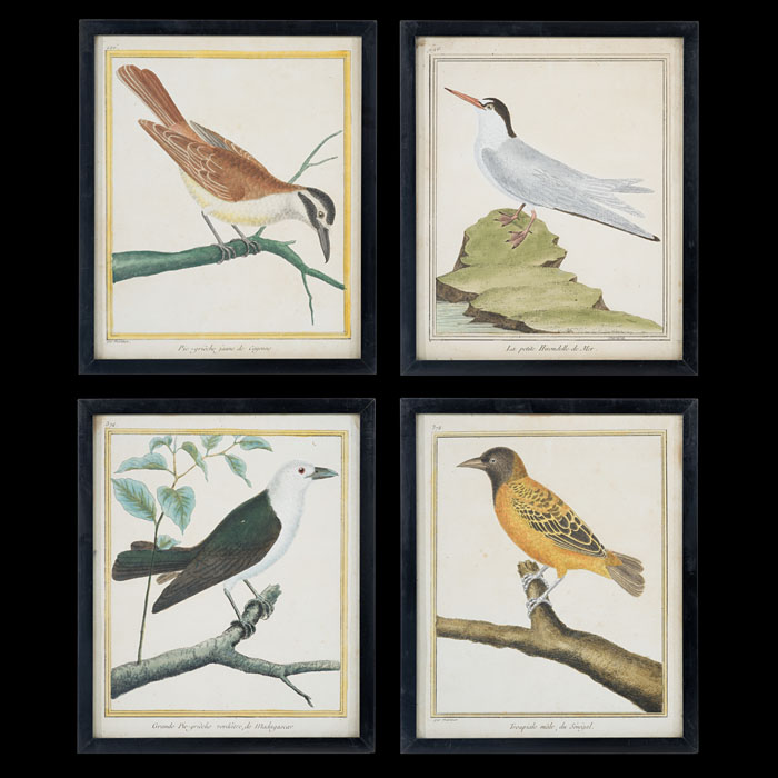 Set of 4 18th Century Framed Bird Engravings 